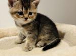 Mars - Brazilian Shorthair Kitten For Sale - Bergenfield&comma; NJ&comma; US