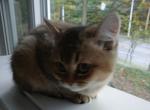 Amell - Scottish Straight Kitten For Sale - Cleveland&comma; OH&comma; US