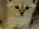 Lilac point mix - Domestic Kitten For Sale - Leominster&comma; MA&comma; US