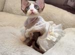 Cocoa show quality - Devon Rex Kitten For Sale - Fontana&comma; CA&comma; US