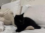 Kittens available for sale - American Shorthair Cat For Sale - Agawam&comma; MA&comma; US