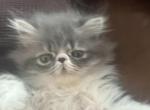 Adorable Persians - Persian Kitten For Sale - Las Vegas&comma; NV&comma; US