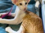 ULRIC - Oriental Kitten For Sale - Ft Myers&comma; FL&comma; US