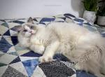 Bard - Ragdoll Kitten For Sale - 