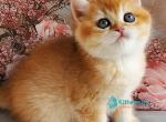 Jerry - British Shorthair Kitten For Sale - Norwalk&comma; CT&comma; US