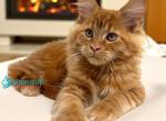 Boss - Maine Coon Kitten For Sale - Miami&comma; FL&comma; US
