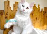 Uma Polydactyl - Maine Coon Kitten For Sale - Miami&comma; FL&comma; US
