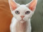 Devon Rex white - Devon Rex Cat For Sale - Hollywood&comma; FL&comma; US