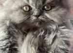 Lavender - Scottish Fold Kitten For Sale - Brooklyn&comma; NY&comma; US