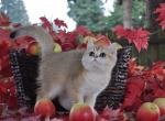 Ivo - British Shorthair Kitten For Sale - Vancouver&comma; WA&comma; US