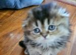 Minuna - Scottish Fold Kitten For Sale - New York&comma; NY&comma; US