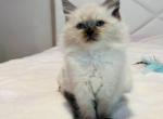 Stunning Female Ragdoll Kitten - Ragdoll Kitten For Sale - Charlotte&comma; NC&comma; US