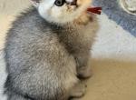 Marsha - British Shorthair Kitten For Sale - OR&comma; US