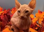Oliver - Sphynx Cat For Sale - Glendale&comma; AZ&comma; US