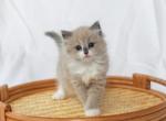 Rome the Ragdoll - Ragdoll Kitten For Sale - Corona&comma; CA&comma; US
