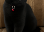 Midnight - Scottish Fold Kitten For Sale - Shelby Township&comma; MI&comma; US
