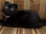 Luna - Scottish Fold Kitten For Sale - Shelby Township&comma; MI&comma; US