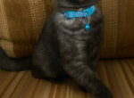 Oreo - Scottish Fold Kitten For Sale - Shelby Township&comma; MI&comma; US
