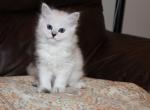 Fuzzy - Ragdoll Kitten For Sale - Bethesda&comma; MD&comma; US