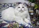 Bilius - Ragdoll Kitten For Sale - 