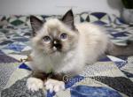 Brutus - Ragdoll Kitten For Sale - Tuscaloosa&comma; AL&comma; US
