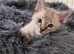 Siamese Seal Lynx Point Litter - Siamese Kitten For Sale - 