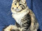 Tiki - Siberian Cat For Sale - Milton Freewater&comma; OR&comma; US
