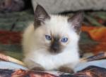 Remi - Siamese Kitten For Sale - Tower City&comma; PA&comma; US