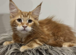 Dars - Maine Coon Kitten For Sale - Brighton&comma; CO&comma; US