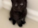Batcat - British Shorthair Kitten For Sale - Jacksonville&comma; FL&comma; US