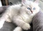 Izumi - Siberian Kitten For Sale - Bonita Springs&comma; FL&comma; US