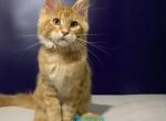 Zahlman Polydactyl - Maine Coon Kitten For Sale - Hollywood&comma; FL&comma; US
