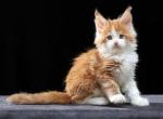 Pirat - Maine Coon Kitten For Sale - Miami&comma; FL&comma; US