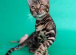 Lexus - Bengal Kitten For Sale - Norwalk&comma; CT&comma; US