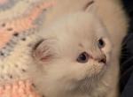 Adorable CFA Registered Lynx Point Himalayan - Himalayan Kitten For Sale - Perry&comma; FL&comma; US