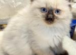 Mr Micky - Ragdoll Kitten For Sale - Mount Joy&comma; PA&comma; US