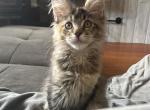Main Coon Summer - Maine Coon Kitten For Sale - Sioux Falls&comma; SD&comma; US
