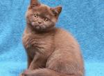 Neko - British Shorthair Kitten For Sale - Norwalk&comma; CT&comma; US