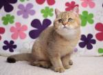Latte - British Shorthair Kitten For Sale - Pembroke Pines&comma; FL&comma; US