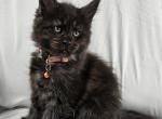Eris - Maine Coon Cat For Sale - Hayden&comma; ID&comma; US