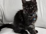 Zeus - Maine Coon Kitten For Sale - Hayden&comma; ID&comma; US