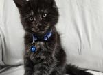Onyx - Maine Coon Kitten For Sale - Hayden&comma; ID&comma; US