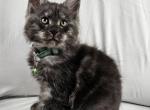 Apollo - Maine Coon Cat For Sale - Hayden&comma; ID&comma; US