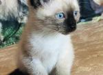 Siamese Babies - Siamese Kitten For Sale - Watertown&comma; WI&comma; US