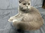 Scottish Fold Female Purple - Scottish Fold Cat For Sale - Sedalia&comma; MO&comma; US