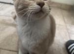 Finn - Domestic Cat For Adoption - Santa Clarita&comma; CA&comma; US