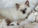 Chocolate point male - Ragdoll Kitten For Sale - Cookeville&comma; TN&comma; US