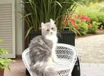 Mischief - American Curl Cat For Sale - Neosho&comma; MO&comma; US