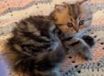 Happy Golden Tabby Persian Male Kitten - Persian Kitten For Sale - Perry&comma; FL&comma; US