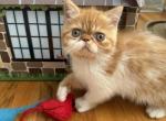 Betty - Exotic Kitten For Sale - Syracuse&comma; NY&comma; US